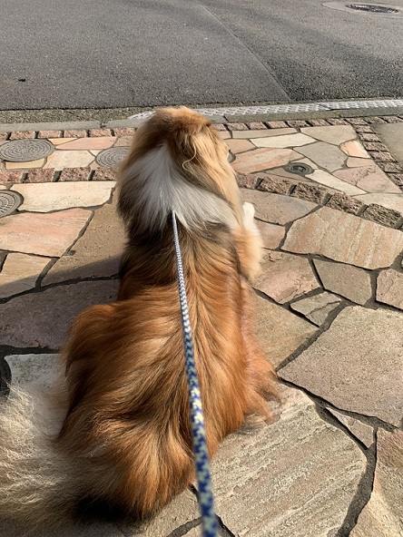 飼い主の帰りを待つ愛犬ラヴェル