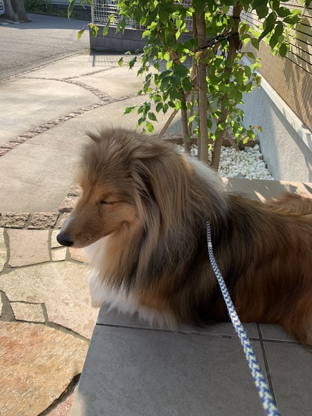 飼い主の帰りを待つ愛犬ラヴェル