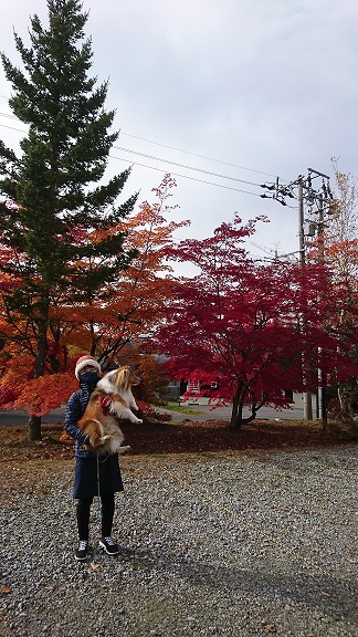 ラヴェルと紅葉