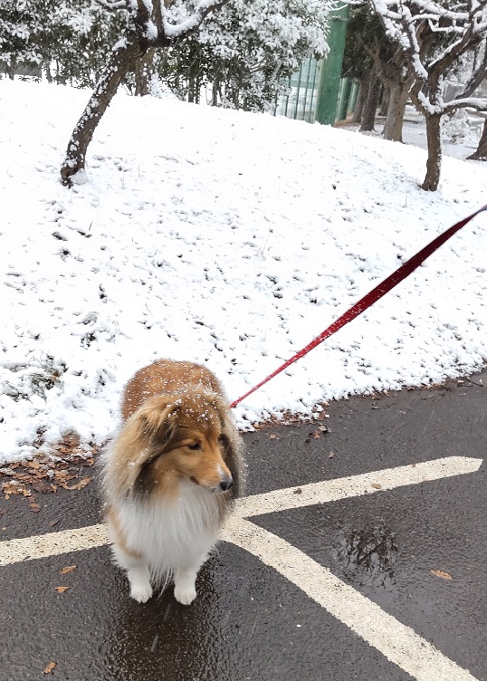 雪の中のラヴェル