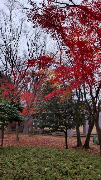 金井公園紅葉
