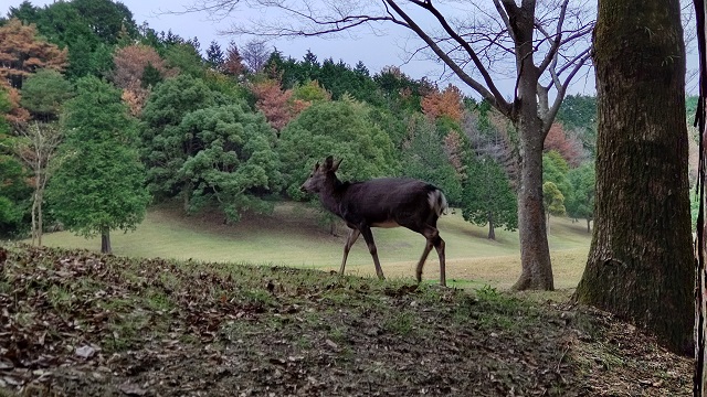 ゴルフ場の鹿