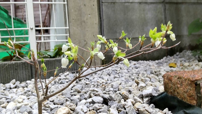 ドウダンツツジ