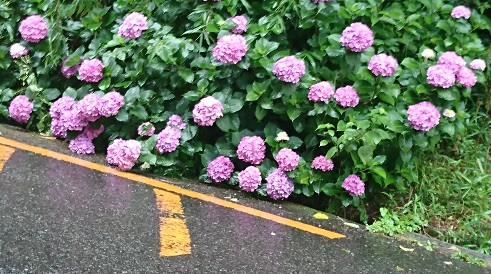 天園練習場の道路脇の紫陽花