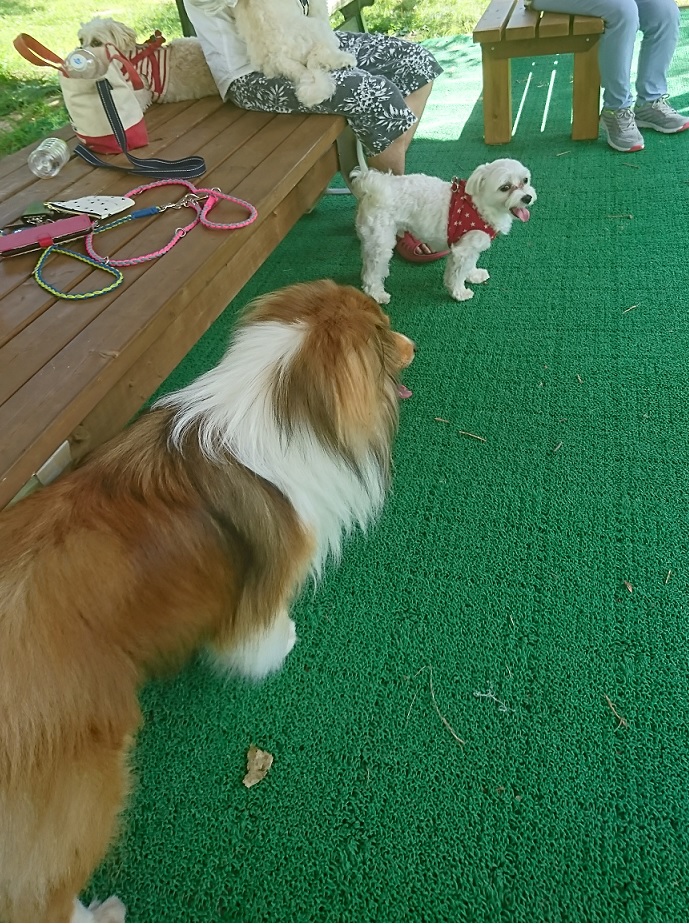 ドッグランのラヴェル