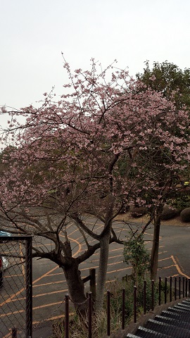 練習場の梅か桜か？