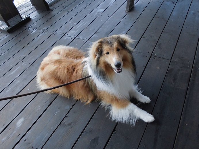 ピザ屋のラヴェル