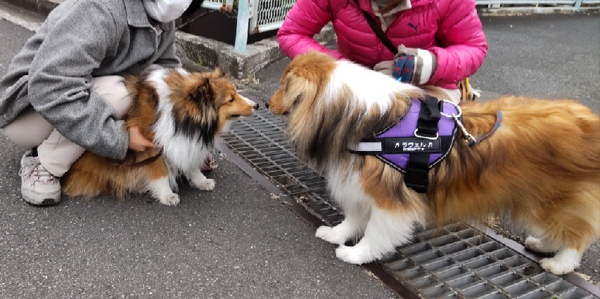 ラヴェルとサクラちゃん