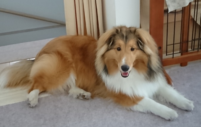 我が家の愛犬ラヴェル