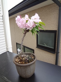 ベランダの鉢植えのサクラ