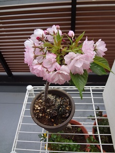 サクラ上からの写真