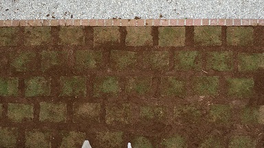 「庭の高麗芝」